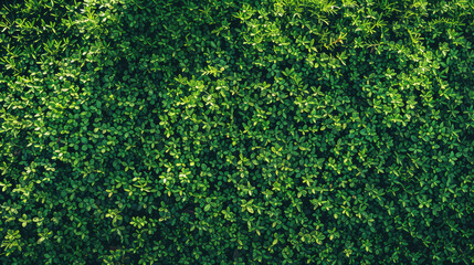 Fototapeta premium Outdoor Lush Green Grass Texture