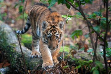 Tiger cub in the wild.  Wild cat in nature habitat