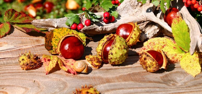 kastanien sammeln herbst im garten