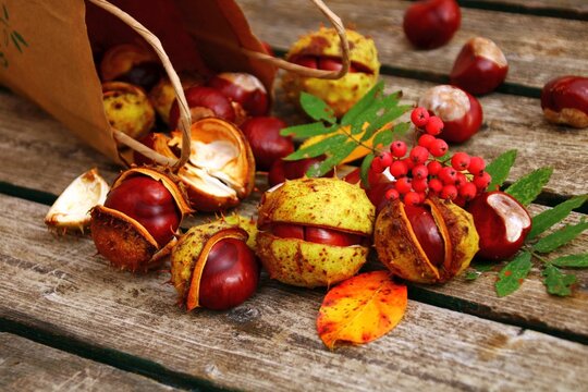 kastanien sammeln herbst