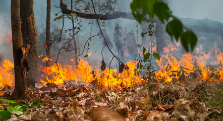 Wildfires release carbon dioxide (CO2) emissions and other greenhouse gases (GHG) that contribute...