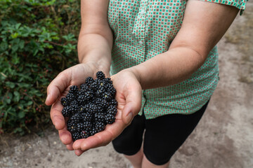 Fresh, juicy blackberries are cherished in women's hands. Fruit diet. Healthy food