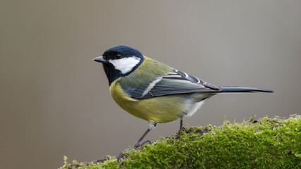 Kohlmeise (Parus major)