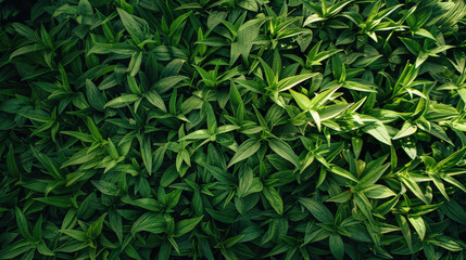 Outdoor Lush Green Grass Texture