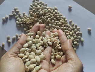 Legume seeds of lima beans or Lablab purpureus or Hyacinth beans. Fresh scattered seeds of Lablab purpureus or hyacinth beans. Kingdom- Plantae. Family- Fabaceae.
