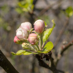 blossoming apple tree in spring