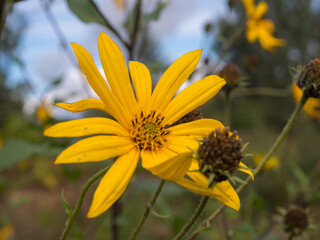 artichoke flowers in autumn close up