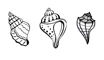 A set of three different shells. Drawing with a black outline. Isolated on white background. Doodle. Stylized illustrations. The shells are filled with lines, waves, and dots.