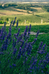 Lavender flowers on the green hills
