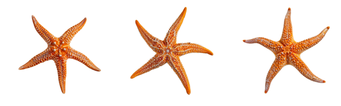Collection of common red starfish isolated on transparent background