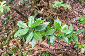 Laurel Park rural de Anaga, Tenerife lush greenery, walking paths, recreational area, local flora public park