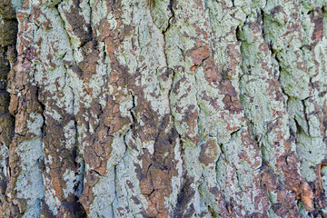 Rough tree bark texture with patches of light green lichen and deep grooves. Natural colors pattern