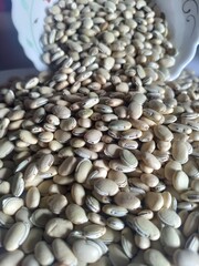 Legume seeds of lima beans or Lablab purpureus or Hyacinth beans. Fresh scattered seeds of Lablab purpureus or hyacinth beans. Kingdom- Plantae. Family- Fabaceae.