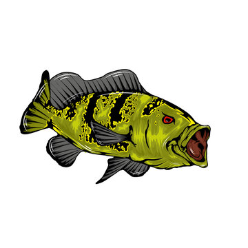 fish peacokbass 