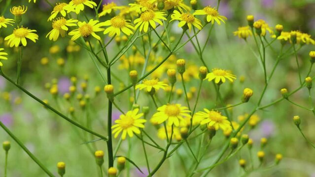 Yellow flowers grow wild in the meadow. Senecio gallicus.