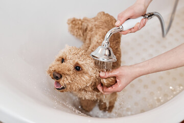 High angle view at happy Maltipoo puppy sitting in bathtub with unrecognizable young woman washing...