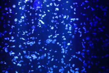 クラゲ・加茂水族館（山形県・鶴岡市） © tk2001