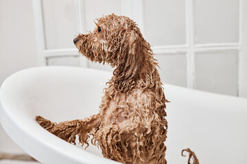 Side view of wet Cocker Spaniel dog standing in bathtub during washing in grooming salon copy space
