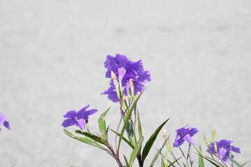 Ruellia tuberosa L. is a fast-growing herb with vibrant purple, trumpet-shaped flowers. Common in...