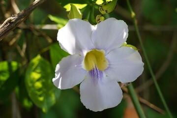 hunbergia grandiflora, with its stunning flowers and vigorous growth, is an excellent choice for adding vertical interest and color to gardens and landscapes. |大鄧伯花