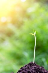 A green watermelon sprout growing from the soil on a green background in sunlight