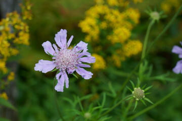 夏の山で花咲く可憐なマツムシソウ
