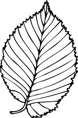 Hand drawn vector illustration elm leaf in line art style isolated on a white background.