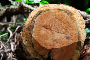 Pattern inside a log resting in woodland