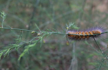 Caterpillar Feasting on Asparagus Plants in Home Garden