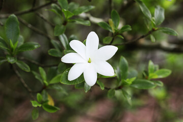 White Star flower (Gardenia scabrella)