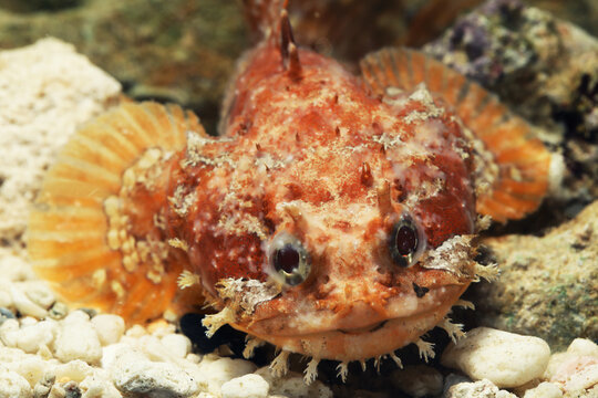 Orange Gulf toadfish (Opsanus beta) 