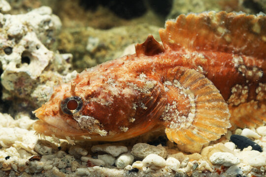 Orange Gulf toadfish (Opsanus beta) fish face close up