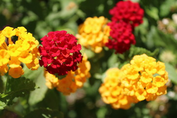 red yellow flowers