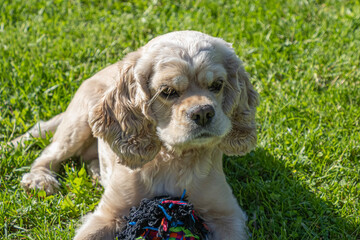 Dog. American Cocker spaniel. Cute hunting dog. Dog breeding