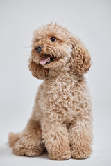 Vertical full length portrait of cute little Maltipoo puppy with curly fur sitting down in studio against white background