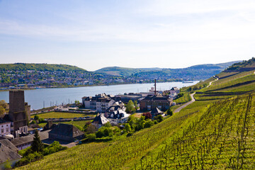 Naklejka premium Assmannshausen Village - a UNESCO world heritage site in Rhine Valley with vineyards on steep slopes, Rüdesheim, Germany.