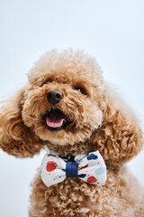 Vertical portrait of cute Maltipoo puppy with bowtie looking happy in studio against white background