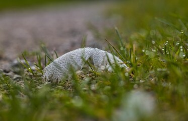 feather on the ground with waterdrops 