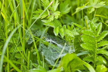 Spiderweb in the meadow with raindrops