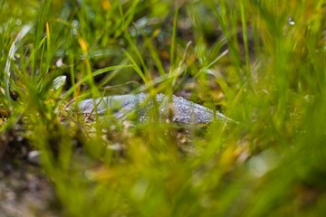 Feather in the meadow 