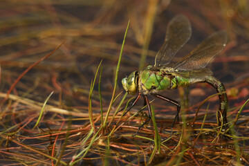 A female Emperor Dragonfly, Anax imperator, laying her eggs onto weeds floating in a pond.