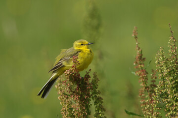 A male Yellow Wagtail, Motacilla flava, perching on a dock plant in a meadow.
