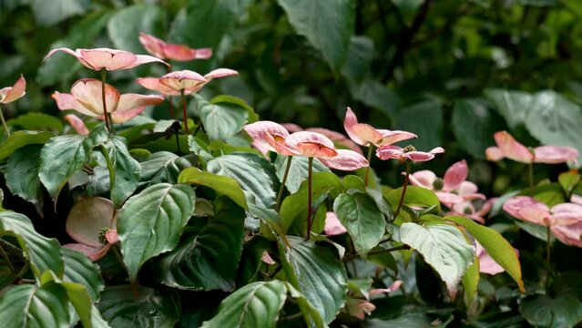 Cornus kousa or Japanese dogwood pink flowers on a blooming summer plant close up