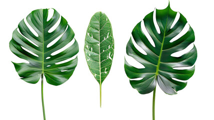 Tropical green leaves  isolate on transparency background PNG