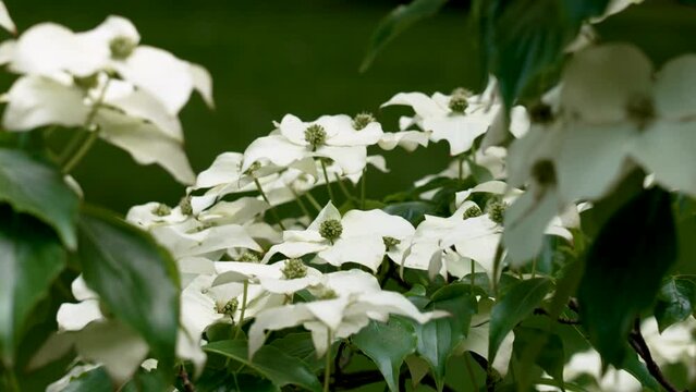 Blooming branch of Japanese dogwood with delicate white flowers and green foliage of a summer plant close up in daylight