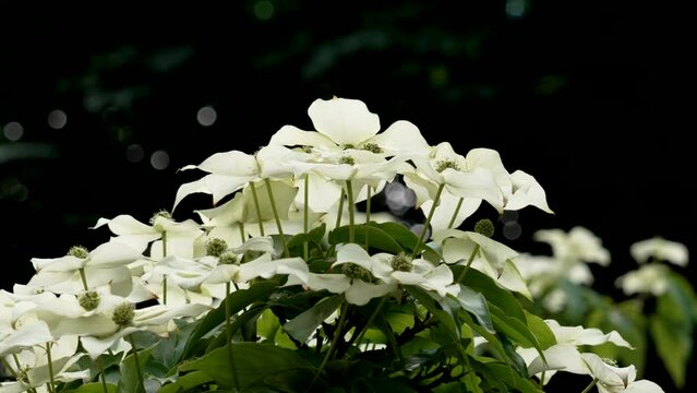 Cornus kousa or Chinese dogwood white flowers on a blooming summer plant close up