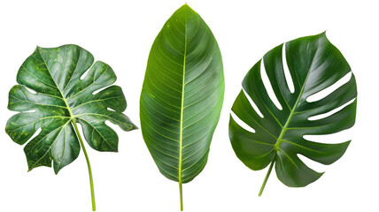 three green leaves isolated on white background