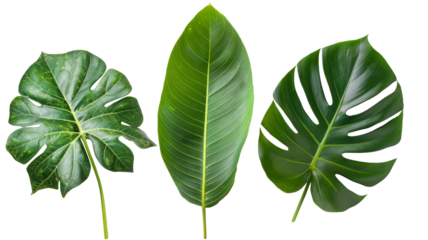 three green leaves isolated on white background