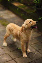 golden retriever puppy