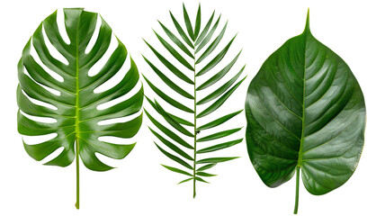 Different green leaves isolated on white background PNG
